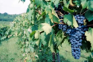 Azienda Vinicola Maremma Alta