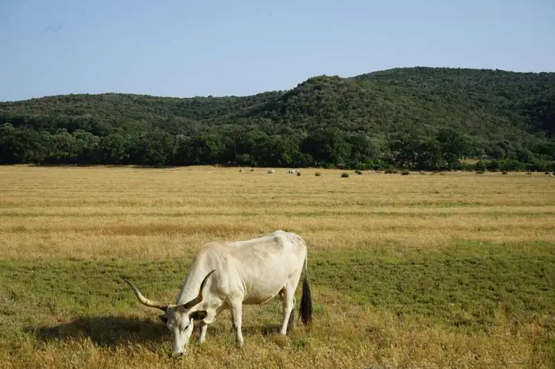 Guida al Parco della Maremma: itinerari, natura e percorsi imperdibili